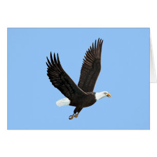 Carte American Bald Eagle