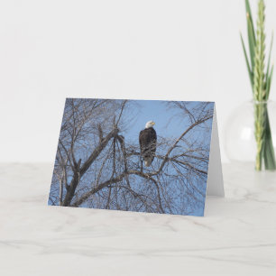 Carte American Bald Eagle in Tree Card - Blank Inside