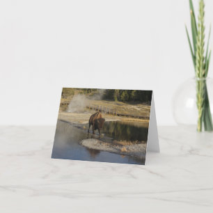 Carte American Bison Yellowstone Wildlife Photography