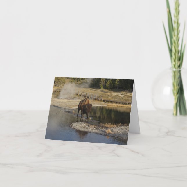 Carte American Bison Yellowstone Wildlife Photography (Devant)