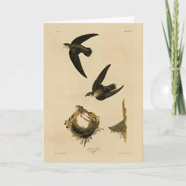Carte American (Chimney) Swift Audubon, Birds of America (Devant)
