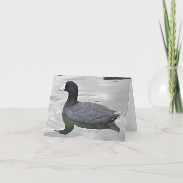 Carte American Coot Photo Folded Note Card (Devant)