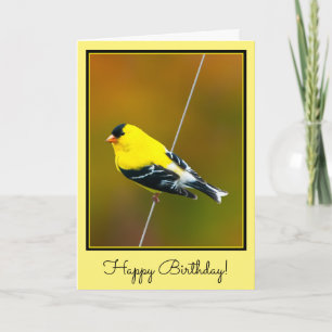 Carte American Goldfinch - Photo originale