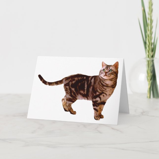 Carte American Shorthair (Devant)