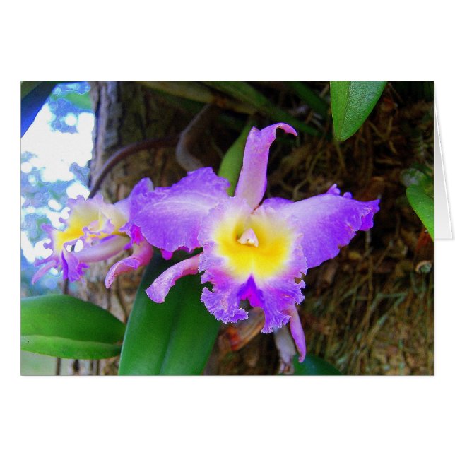 Carte Amethyst Cattleya Orchidées (Devant horizontal)