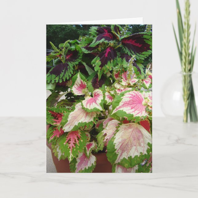 Carte Ami/pensée à vous, coleus avec le rose (Devant)