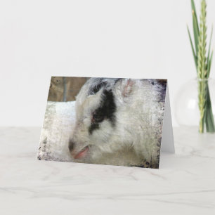 Carte Amigo la chèvre