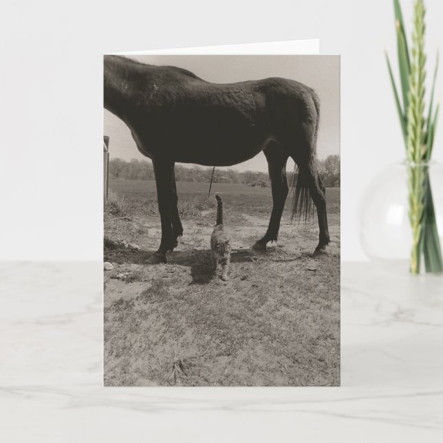 Carte Amis de ferme II (Devant)