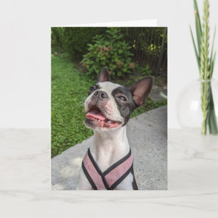Carte Amour de Boston Terrier