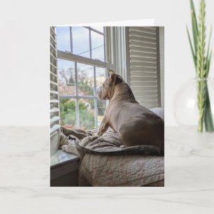 Carte Amour de Pit Bull Vous Manque