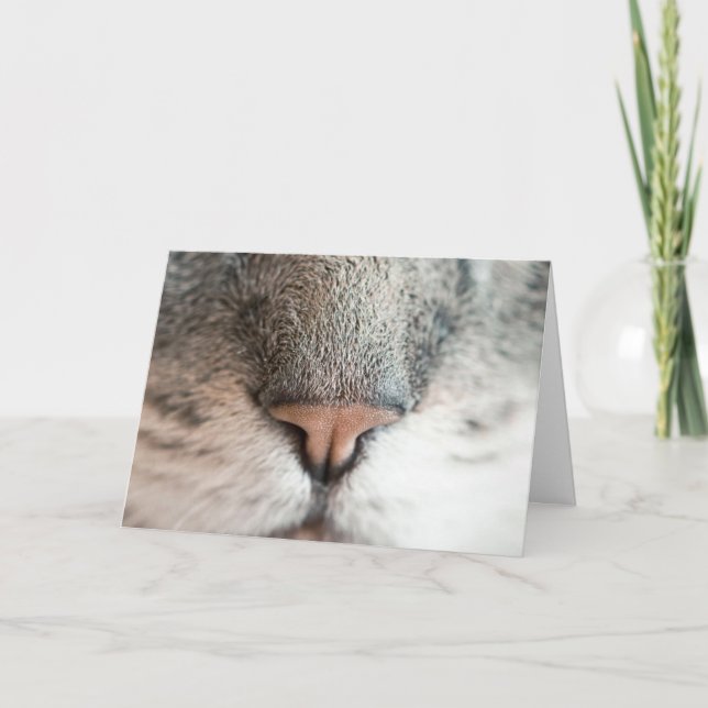 Carte Amoureux des chats Amusant Anniversaire (Devant)