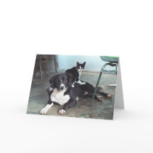 Amoureux des chiens, amoureux des animaux,