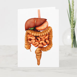 Carte Anatomie Du Système Digestif Humain, Vue Avant