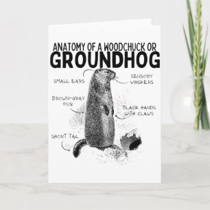 Carte Anatomie d'un marmotte ou d'un groundhog drôle d'a