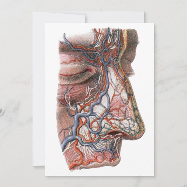 Carte Anatomie humaine scientifique vintage, visage avec (Devant)