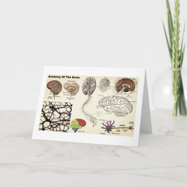 Carte Anatomy of the Human Brain (Devant)