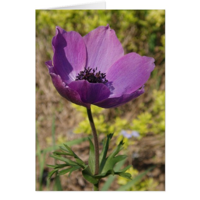 Carte Anemone (Devant)