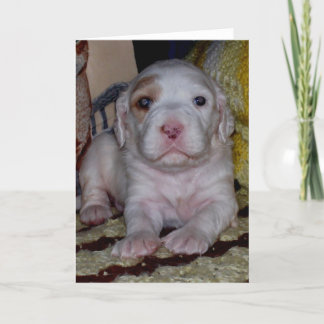 Carte Anglais Setter Puppy