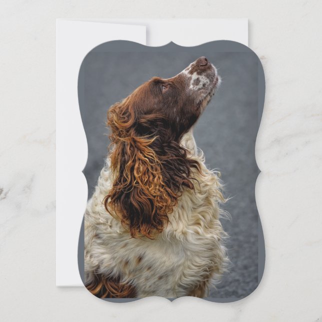 Carte Anglais Springer Spaniel Foie & Blanc Regard (Devant)