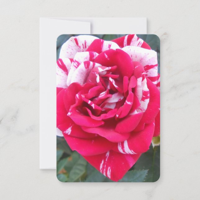 Carte Anicia (Devant)