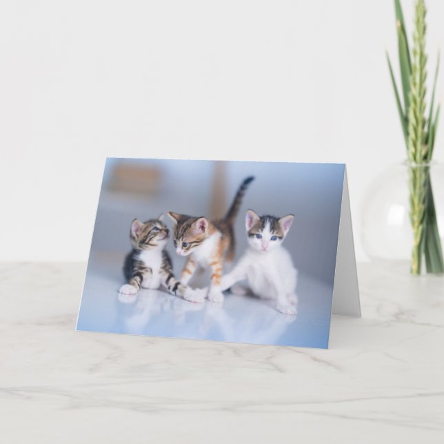 Carte Animaux de bébés cutest | 3 Tabby Kittens (Devant)
