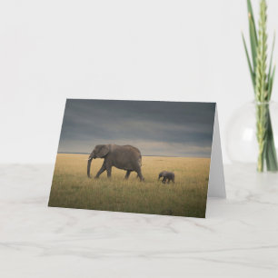 Carte Animaux de bébés cutest   African Elephant Family