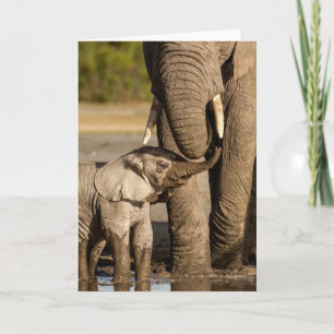 Carte Animaux de bébés cutest Baby Elephant & Mama