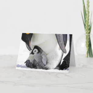 Carte Animaux de bébés cutest   Baby Empereur Penguin