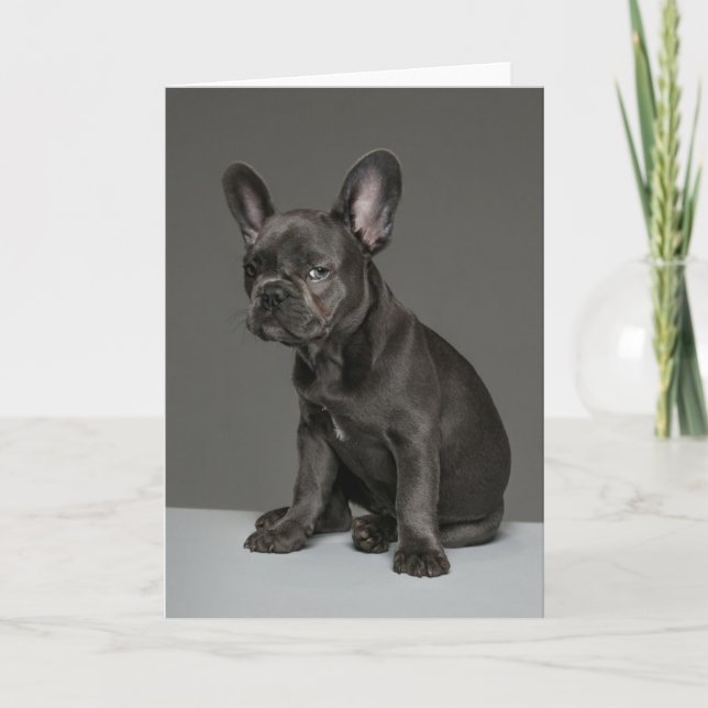 Carte Animaux de bébés cutest | Blue French Bulldog Pupp (Devant)