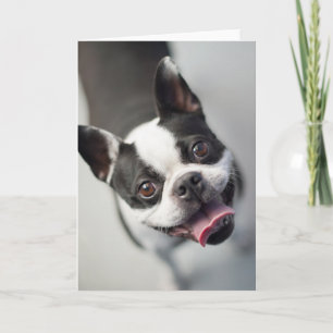 Carte Animaux de bébés cutest Boston Bulldog Smile