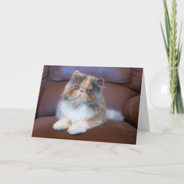 Carte Animaux de bébés cutest | Calico Persian Kitten (Devant)