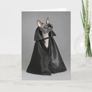 Carte Animaux de bébés cutest   Chat sans poil Sphynx