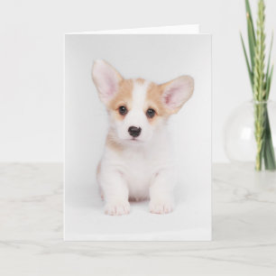 Carte Animaux de bébés cutest Chiot de Corgi blanc