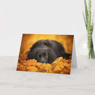 Carte Animaux de bébés cutest   Chiot noir espagnol