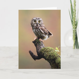 Carte Animaux de bébés cutest   Chouette blanche de la s