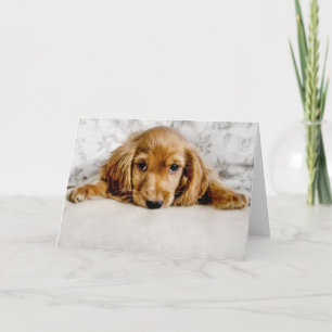Carte Animaux de bébés cutest   Cocker Spaniel