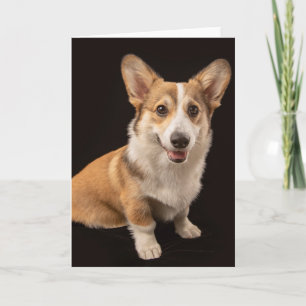 Carte Animaux de bébés cutest   Corgi Portrait sur Noir
