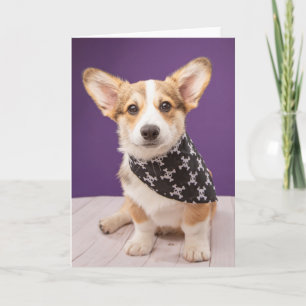 Carte Animaux de bébés cutest   Corgi Puppy Skull Bandan
