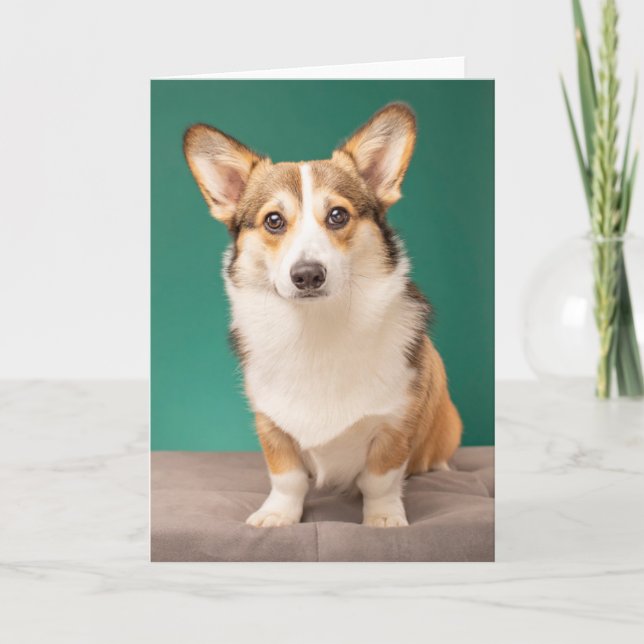 Carte Animaux de bébés cutest | Corgi sur Turquoise (Devant)