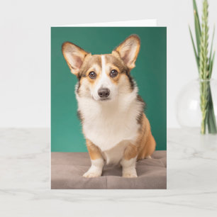 Carte Animaux de bébés cutest   Corgi sur Turquoise
