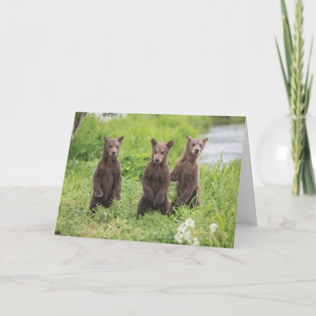 Carte Animaux de bébés cutest | Cubes d'ours Brown Kamch (Devant)