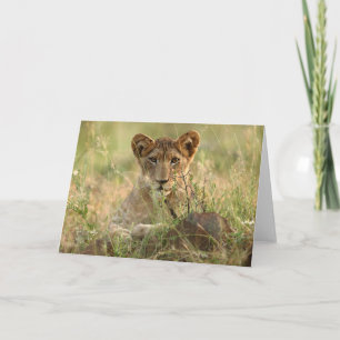 Carte Animaux de bébés cutest   Cute Baby Lion Cub