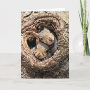 Carte Animaux de bébés cutest   Deux jeunes écureuils
