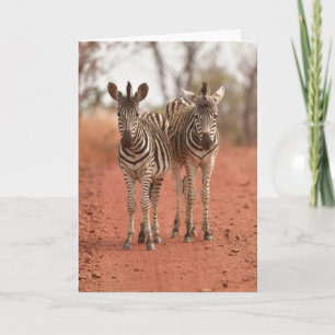 Carte Animaux de bébés cutest   Deux jeunes zèbres
