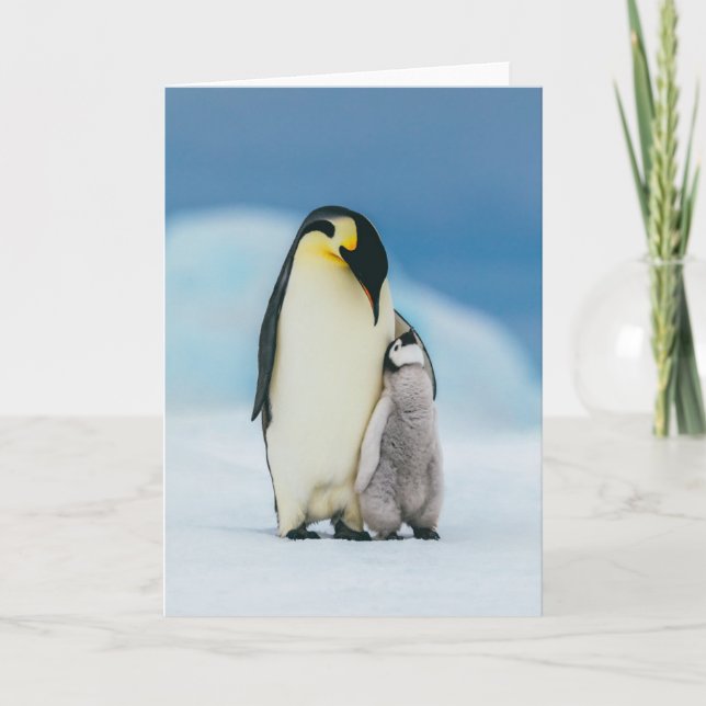Carte Animaux de bébés cutest | Empereur Penguin Chick (Devant)