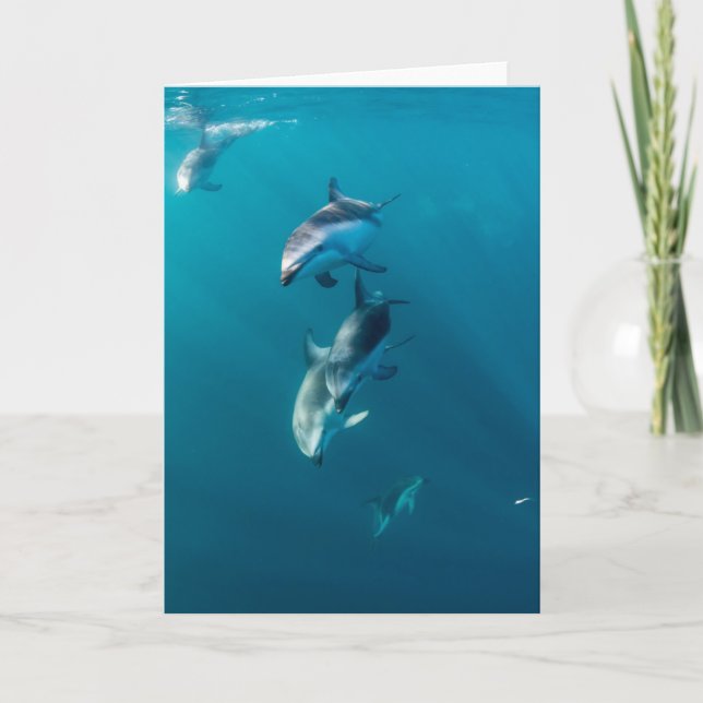 Carte Animaux de bébés cutest | Famille de dauphins (Devant)