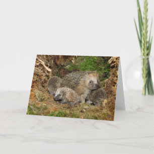 Carte Animaux de bébés cutest   Famille Hérisson