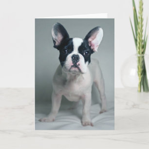 Carte Animaux de bébés cutest French Bulldog Puppy