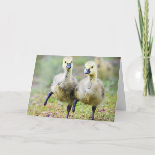 Carte Animaux de bébés cutest   Goélands d'oies canadien