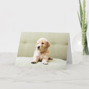 Carte Animaux de bébés cutest   Golden Retriever Puppy